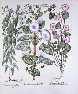 Liseron, cynoglosse et liseron de mer, de Hortus Eystettensis, par Basil Besler, pub. 1613