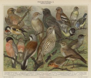 Oiseaux - German School