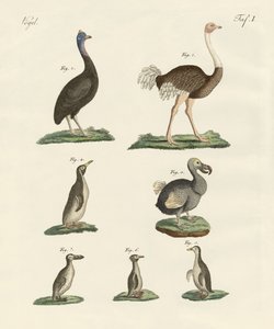 Oiseaux