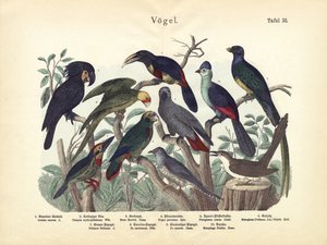 Oiseaux, vers 1860 - German School