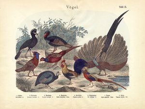 Oiseaux, vers 1860 - German School