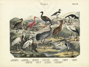 Oiseaux, vers 1860 - German School