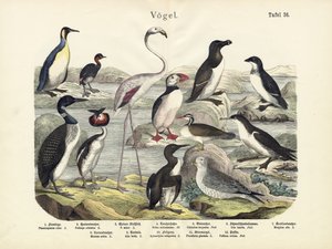 Oiseaux, vers 1860 - German School