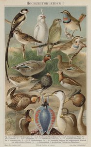 Plumage nuptial des oiseaux - German School