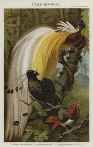 Oiseaux de paradis