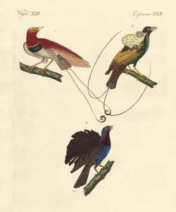 Oiseaux de paradis - German School