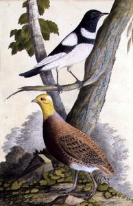 Grive à gorge noire (Turdus ruficollis) et perdrix (Perdix perdix), vers 1740 - German School