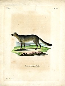 Chacal à dos noir - German School