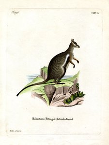 Wallaby des rochers à pieds noirs - German School