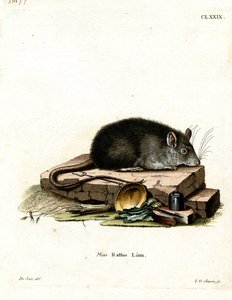 Rat noir