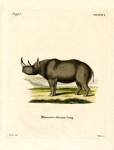 Rhinocéros noir - German School
