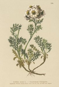 Achillée noire (Achillea atrata) - German School