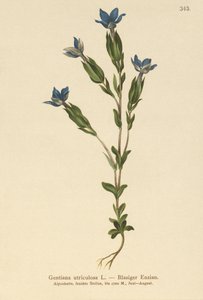 Gentiane utriculeuse (Gentiana utriculosa)