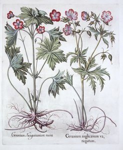 Bloody Cranesbill et Bigroot Cranesbill, de Hortus Eystettensis, par Basil Besler, pub. 1613