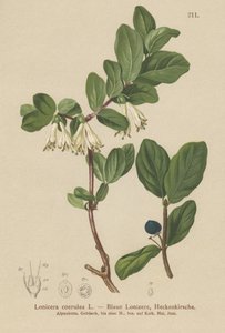 Chèvrefeuille bleu (Lonicera caerulea, Lonicera coerulea)