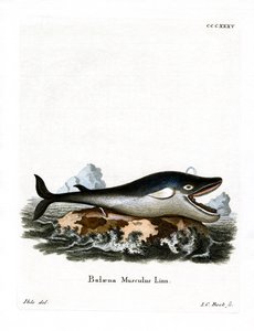 Baleine bleue