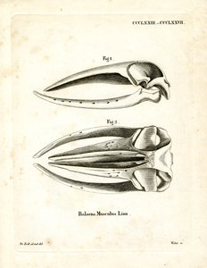 Crâne de Baleine Bleue - German School
