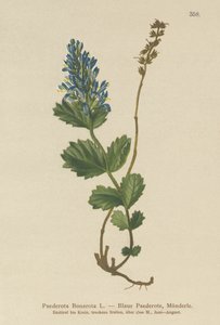 Paederota bleuâtre - German School