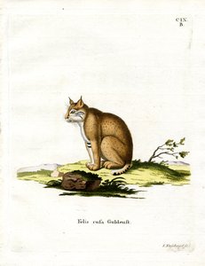 Lynx roux - German School