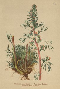 Armoise boréale (Artemisia nana, Artemisia borealis)