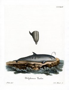 Dauphin à nez en bouteille - German School