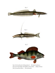Poisson plat brésilien