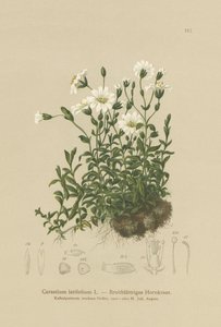 Oreille de souris à larges feuilles (Cerastium latifolium)