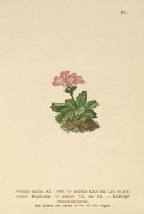 Primevère à larges feuilles - German School