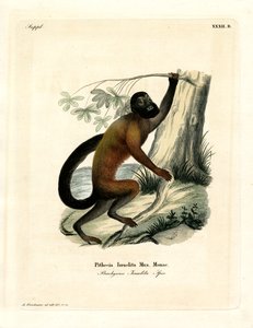 Saki à barbe brun - German School
