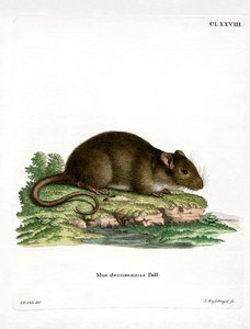 Rat brun