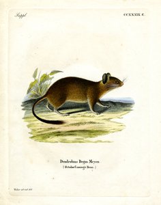Rat à queue en brosse