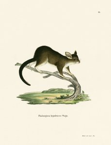 Phalanger renard