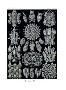 Bryozoa, 1899-1904 - German School