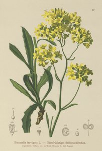 Moutarde bouclier (Biscutella laevigata)
