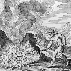 Brûler une salamandre du Musaeum Hermeticum