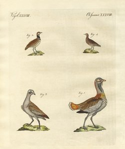Outardes - German School