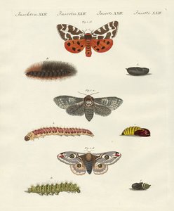 Papillons de nuit - German School