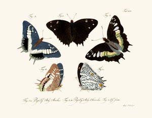 Papillons - German School