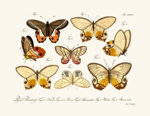Papillons - German School