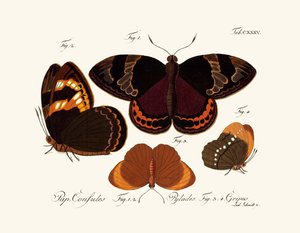 Papillons - German School