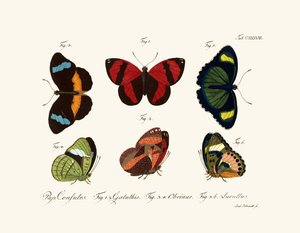 Papillons - German School