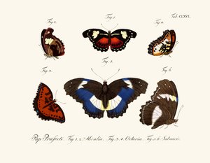 Papillons