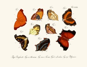 Papillons - German School