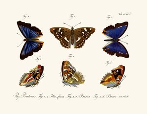 Papillons - German School