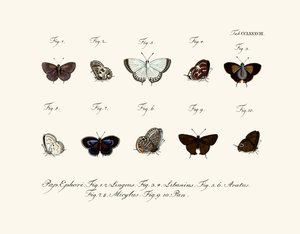 Papillons - German School