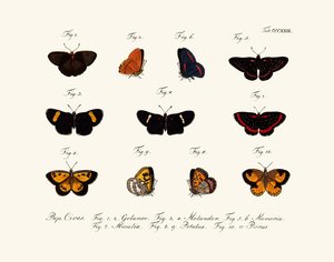 Papillons - German School