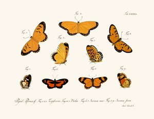 Papillons - German School