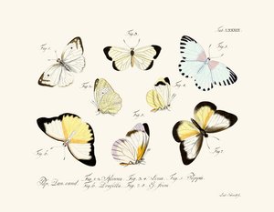 Papillons - German School