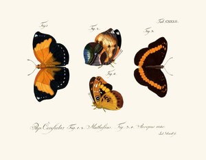 Papillons - German School