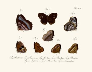 Papillons - German School